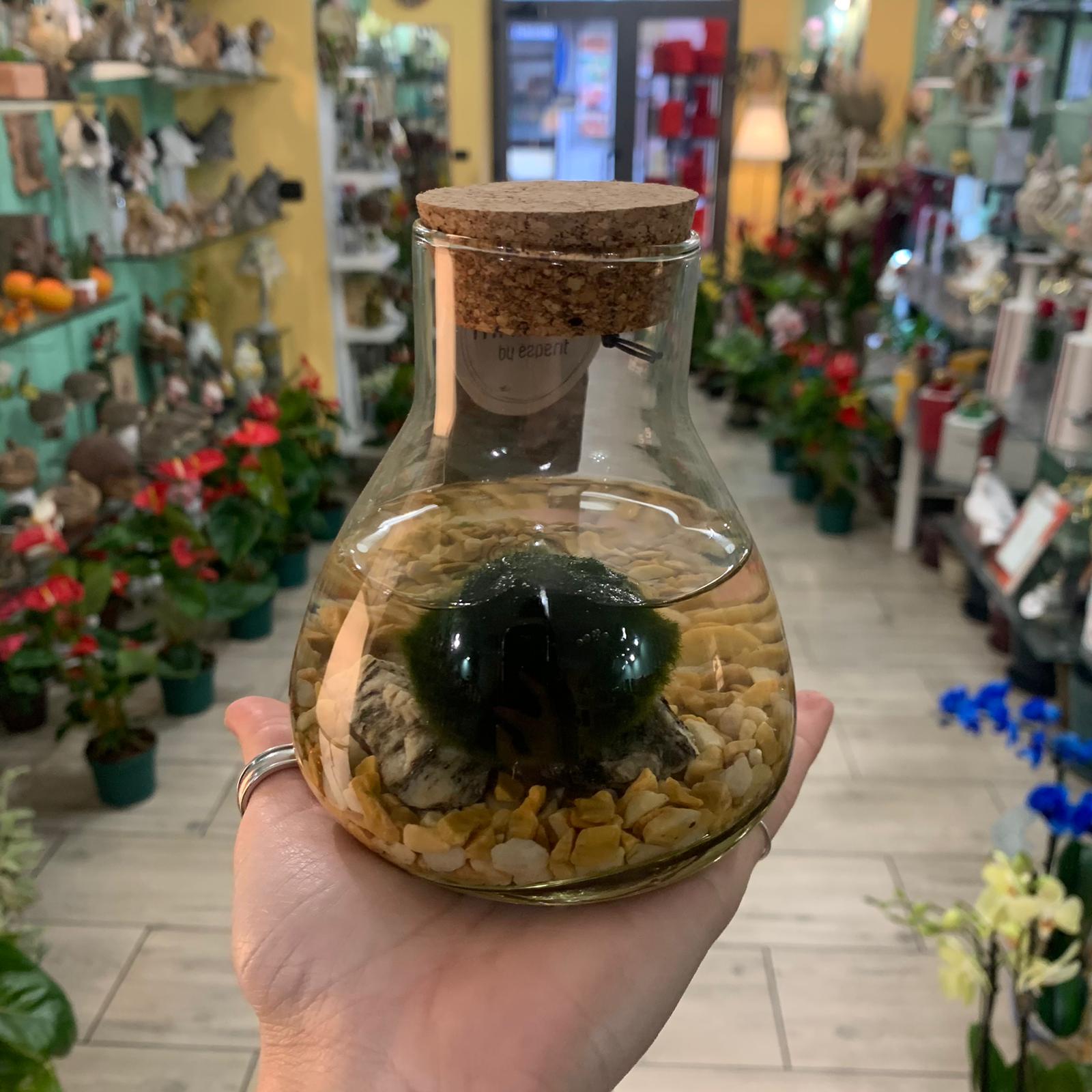 MARIMO: l'alga giapponese porta fortuna – FLORA  Agrivivaio a Genova  Borzoli e vendita online di fiori e piante